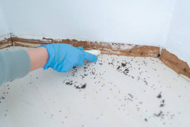 Best Pest Control for Homes  in Sylvania, AL